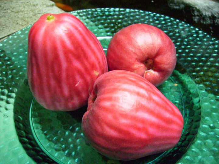 buah jambu jamaica