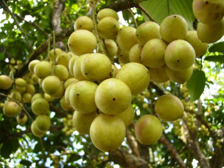 buah rambai