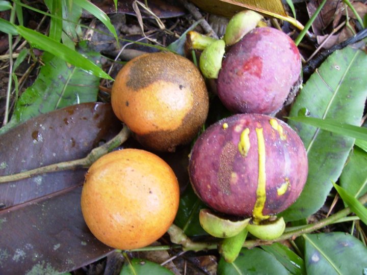 buah tampoi dan buah manggis